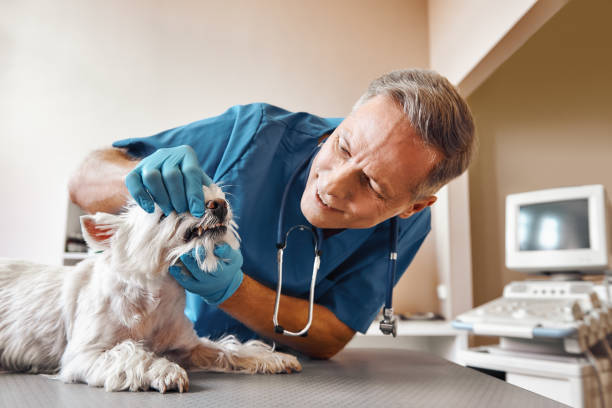 Best Emergency Tooth Extraction in Schoolcraft, MI